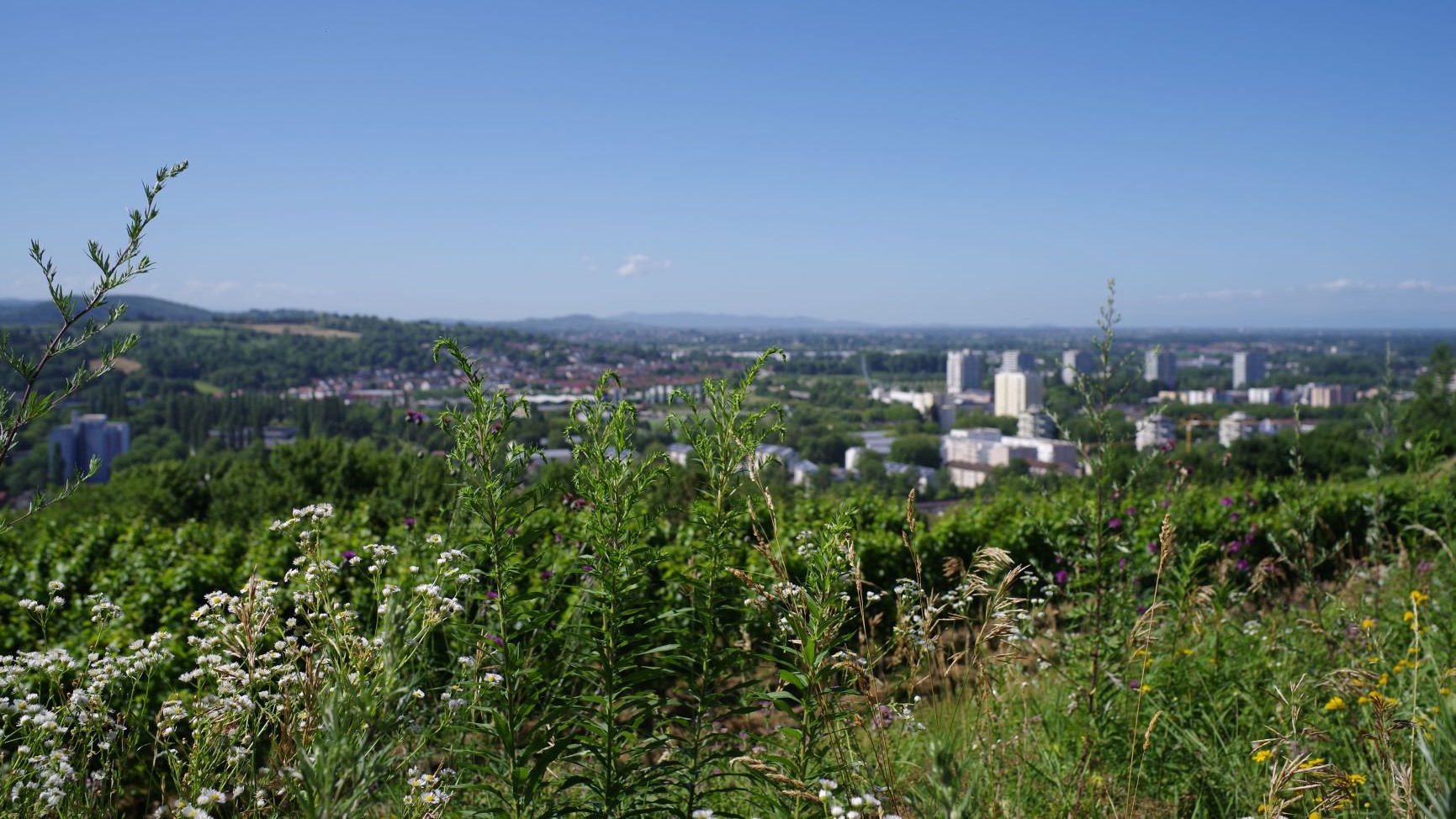 Ausblick Lahr im Schwarzwald mit Fokus auf Naturnähe